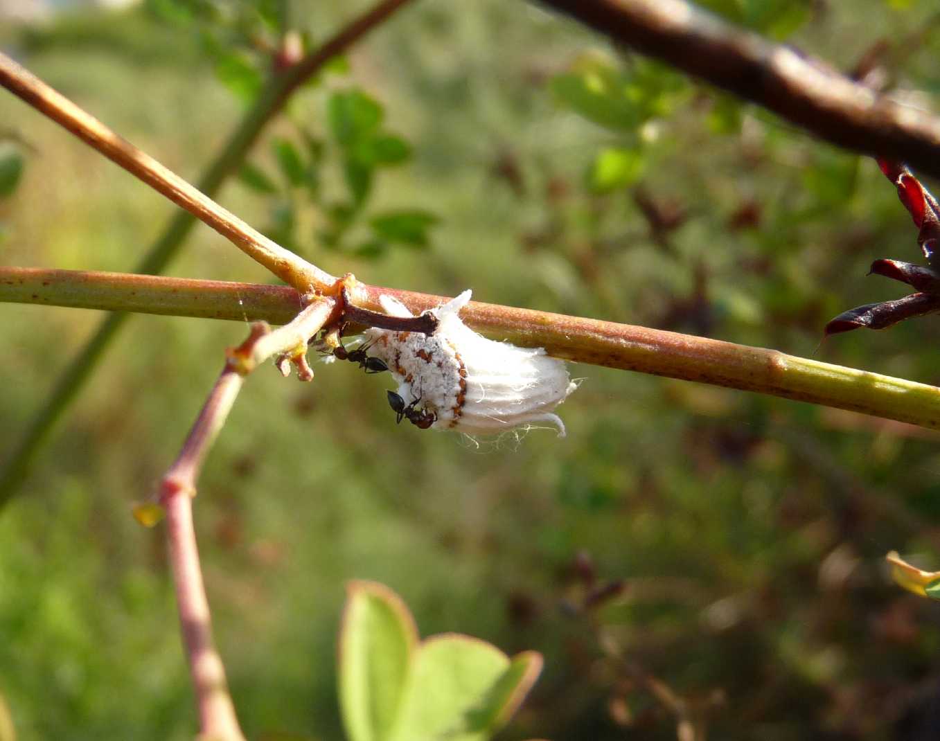 Cos''?....cocciniglia: Icerya purchasi